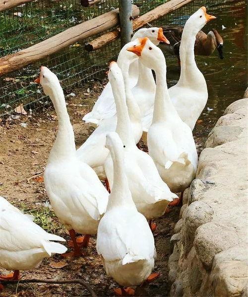 吃瓜鹅大神全集,揭秘娱乐圈幕后风云