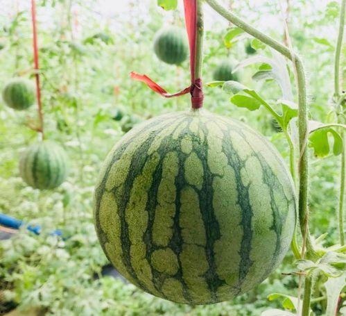 天津吃瓜群众趣事,天津吃瓜群众的欢乐日常