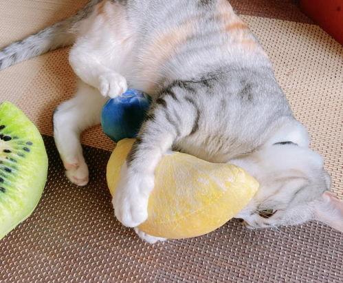 小猫吃蔬瓜,探索猫咪健康饮食新选择