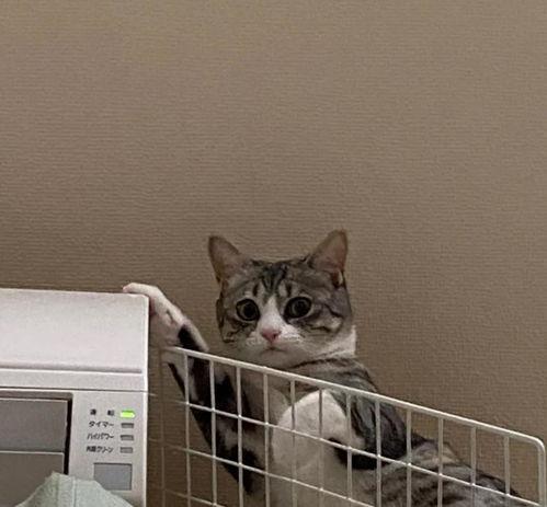 小猫吃蔬瓜,探索猫咪健康饮食新选择