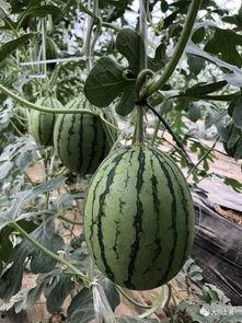 网红阳台吃瓜,揭秘网络红人的日常生活