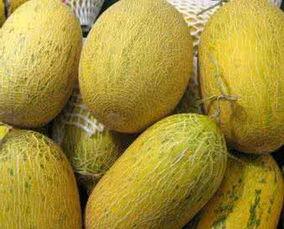 20斤泰迪吃哈密瓜,20斤泰迪狗狗的哈密瓜盛宴