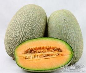 20斤泰迪吃哈密瓜,20斤泰迪狗狗的哈密瓜盛宴