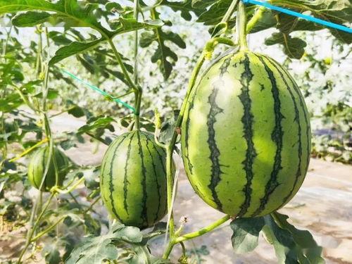 梦见吃很甜的瓜,揭秘甜蜜梦境的深层寓意