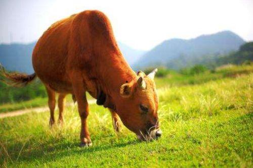 黄牛吃瓜视频全集,揭秘娱乐圈幕后风云