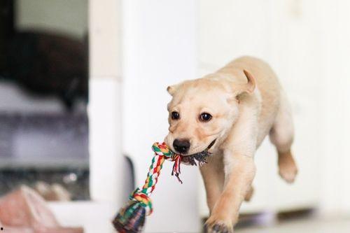 狗吃瓠瓜,揭秘狗儿对瓠瓜的喜爱之谜