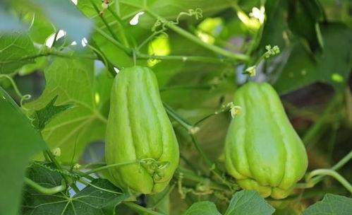 孕妇可以吃福寿瓜吗,营养健康两不误