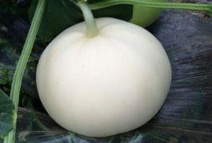 宝宝半岁吃梨瓜,梨瓜营养美味，助力宝宝健康成长