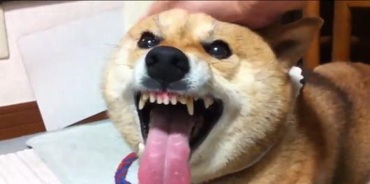 吃瓜源头.中国狗头,中国狗头背后的故事与影响