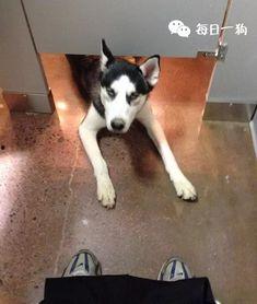 吃瓜源头.中国狗头,中国狗头背后的故事与影响