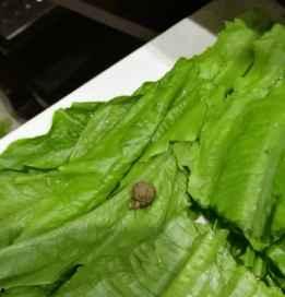 白泽科技园吃瓜,揭秘吃瓜背后的科技盛宴