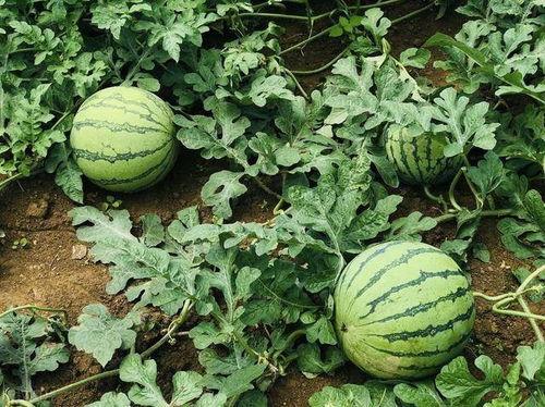 常德理性吃瓜事件,网络舆论的理性之光