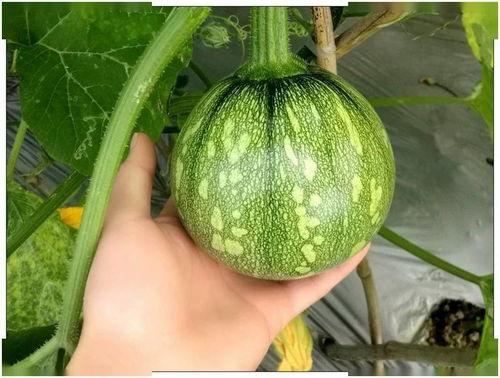 小索吃瓜,揭秘娱乐圈那些不为人知的幕后故事