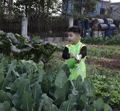 小索吃瓜,揭秘娱乐圈那些不为人知的幕后故事