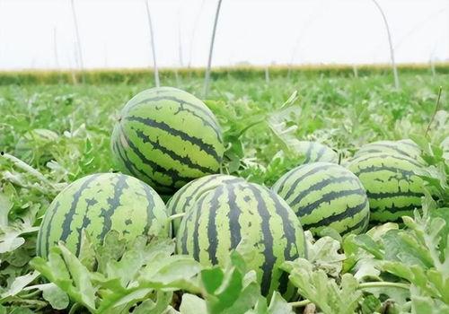 肺结节吃瓜,吃瓜群众如何正确应对健康隐患