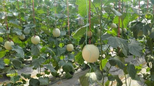 啥蜜瓜怎么吃,从切片到创意料理”