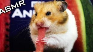 仓鼠吃瓜视频全集,全集视频趣味回顾