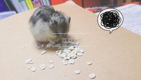 仓鼠吃瓜视频全集,全集视频趣味回顾