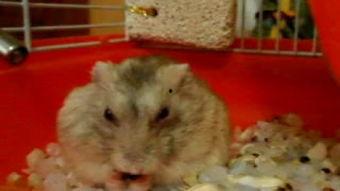 仓鼠吃瓜视频全集,全集视频趣味回顾